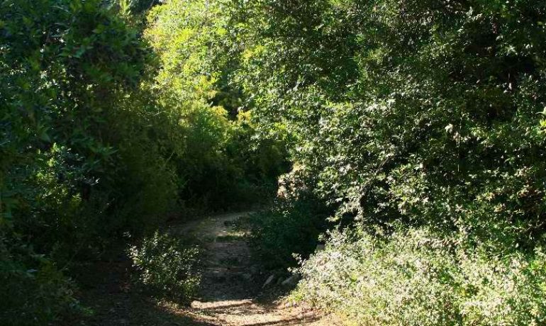 Platrithias (Yefiri) – Homer School – Exogi